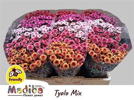 <h4>Chrysanthemum (Indicum Grp) tros santini Madiba Tyolo gemengd in fust</h4>