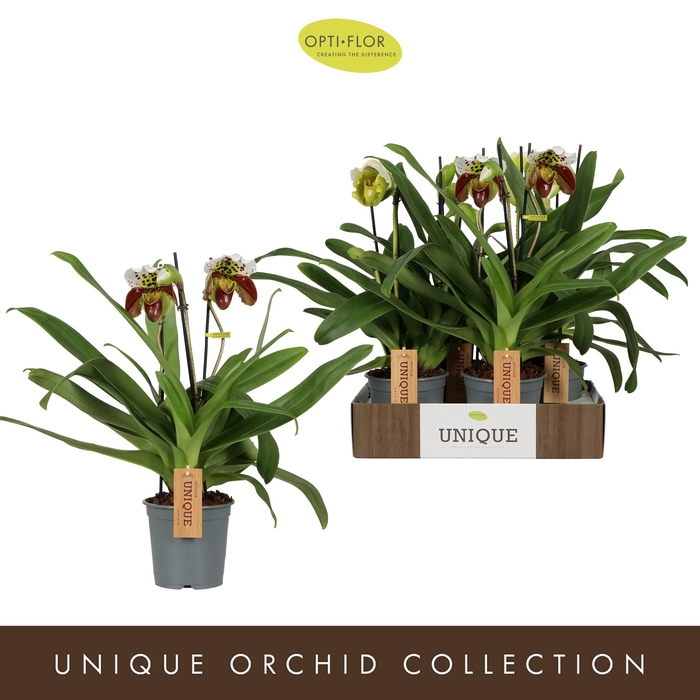 <h4>Paphiopedilum Mix 2 spike</h4>