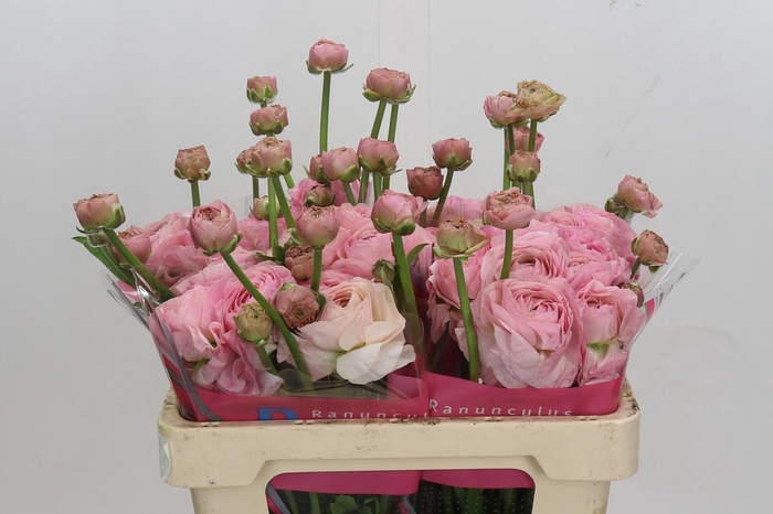 Ranunculus Romance Seine
