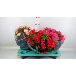 Begonia elat. EN 'Betulia' ..mix