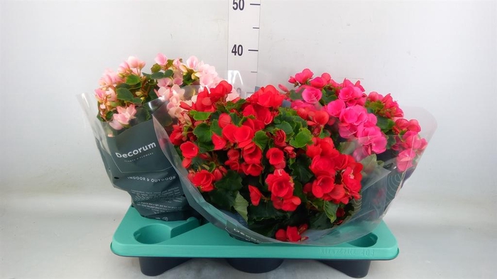 <h4>Begonia elat. EN 'Betulia' ..mix</h4>