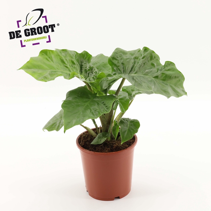<h4>Alocasia Low Rider</h4>