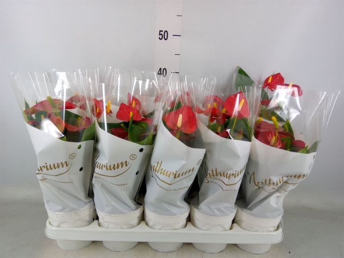 <h4>Anthurium andr. 'Red Champion'</h4>