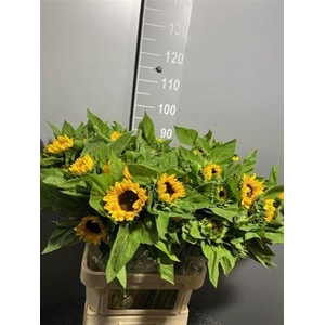 Helianthus Vincent Choice