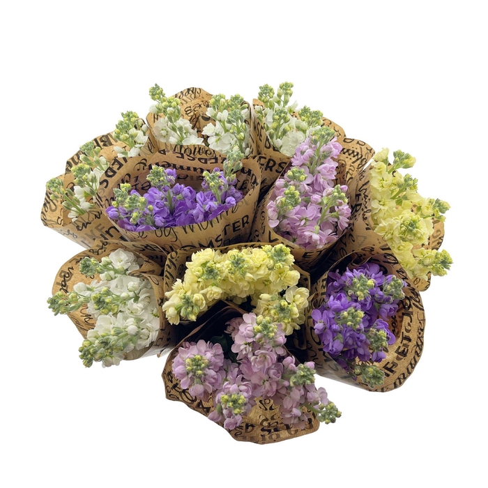 BQ Mono Matthiola 5 stems