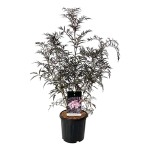 Sambucus nigra Black Lace