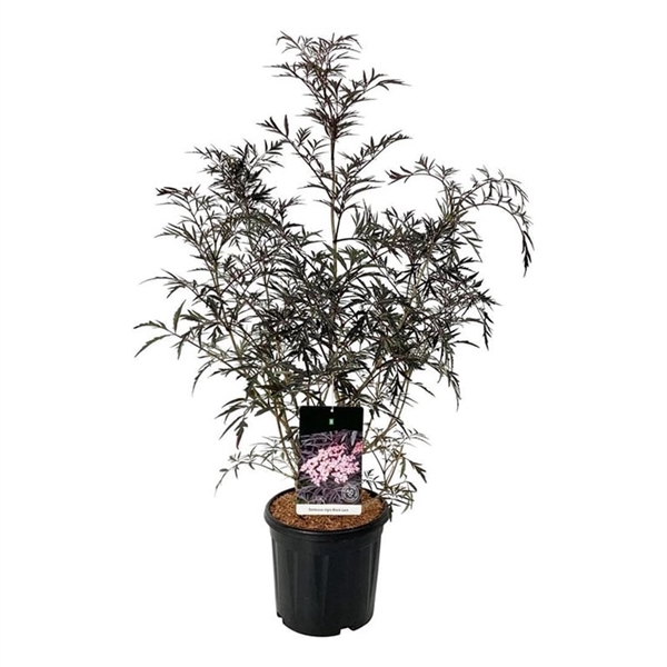 <h4>Sambucus nigra Black Lace</h4>