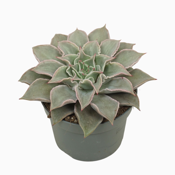 Echeveria