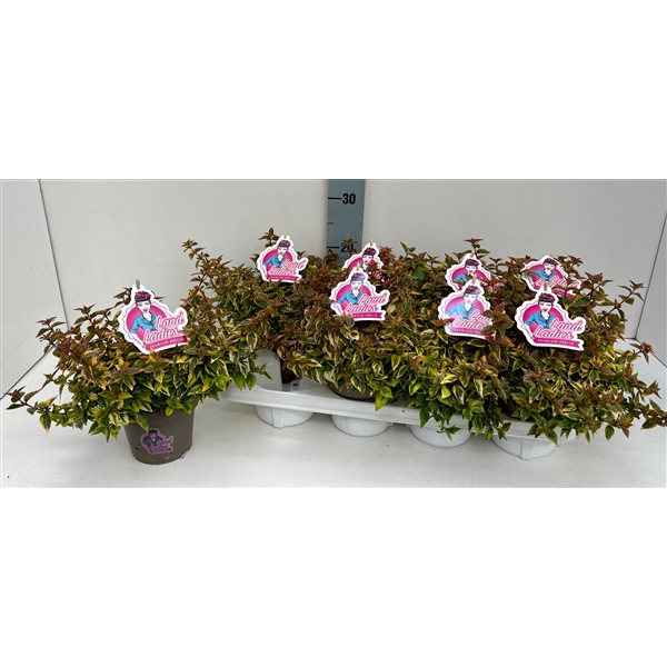 <h4>Abelia Lady Summerdream 13T</h4>