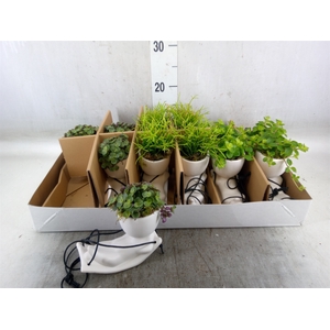 Arr.   Kamerplant Groen L%