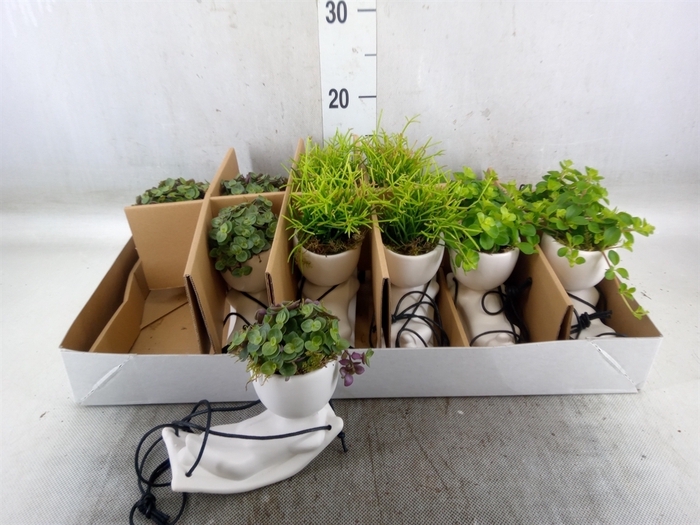 <h4>Arr.   Kamerplant Groen L%</h4>
