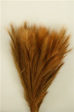 DRY FOXTAIL NATURAL PBS