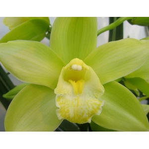 Cymbidium Mint Ice  Doos