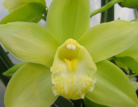 <h4>Cymbidium Mint Ice  Doos</h4>