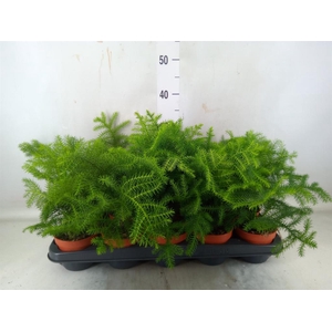 Araucaria heterophylla