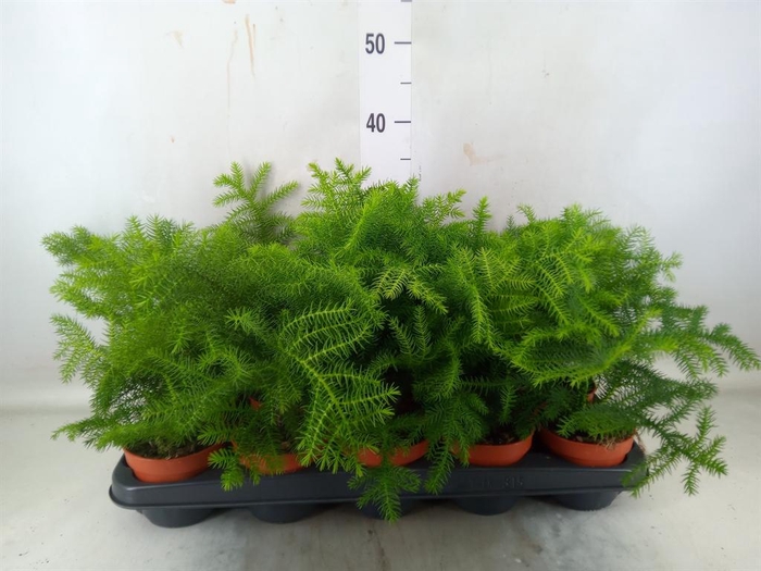 Araucaria heterophylla