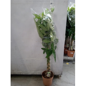 Pachira aquatica