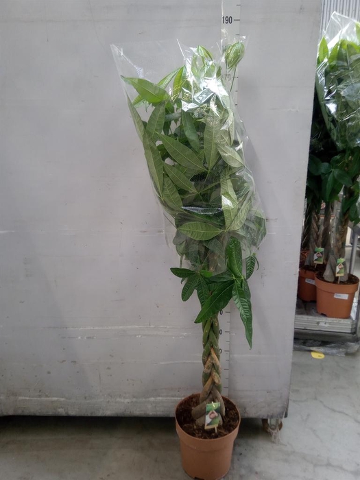 <h4>Pachira aquatica</h4>