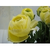 RANUNCOLI YELLOW