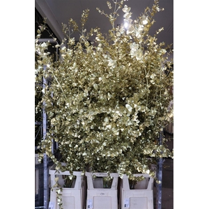 Euca Cinerea Klbh Gold 200 Cm