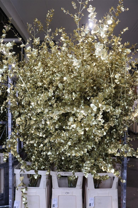 <h4>Euca Cinerea Klbh Gold 200 Cm</h4>
