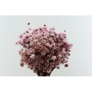 Dried Glixia Milka Bunch