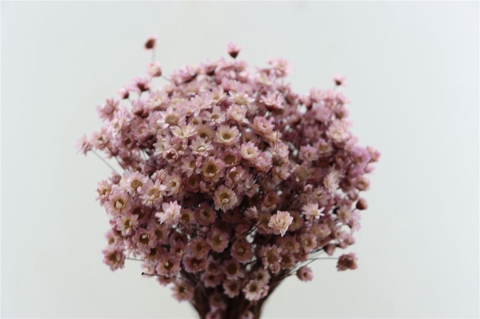 <h4>Dried Glixia Milka Bunch</h4>