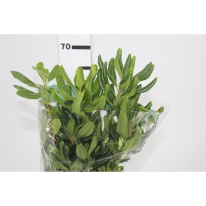 FOLH PIT. VERDE 070 CM