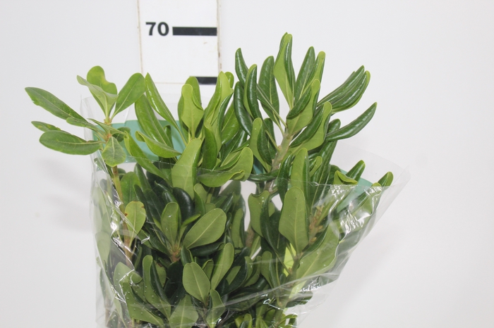 <h4>FOLH PIT. VERDE 070 CM</h4>