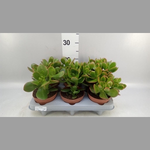 Crassula ovata 'Sunset'