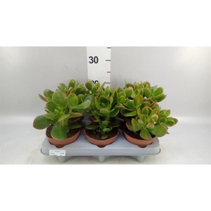 Crassula ovata 'Sunset'