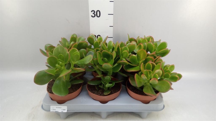 <h4>Crassula ovata 'Sunset'</h4>