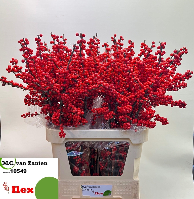 <h4>ILEX VE RODE BES</h4>