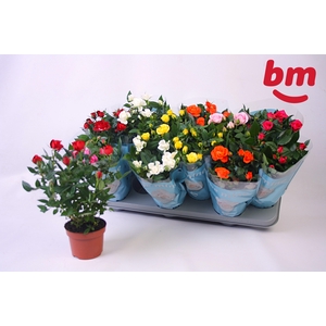 RO B MONDE GEM 7 SRT