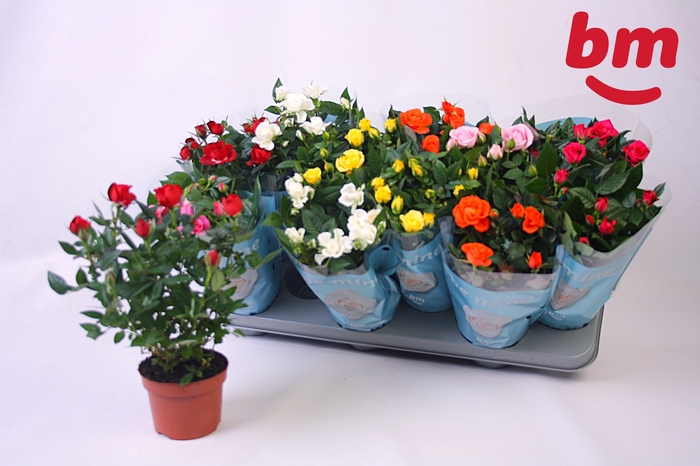 <h4>RO B MONDE GEM 7 SRT</h4>