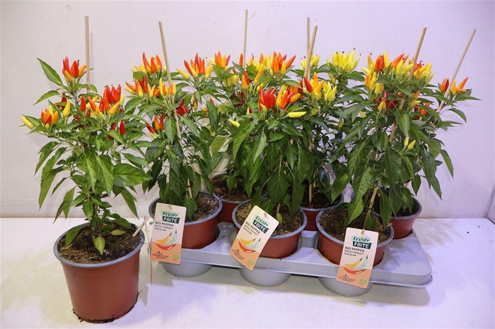 <h4>arr8 Peper Planten</h4>