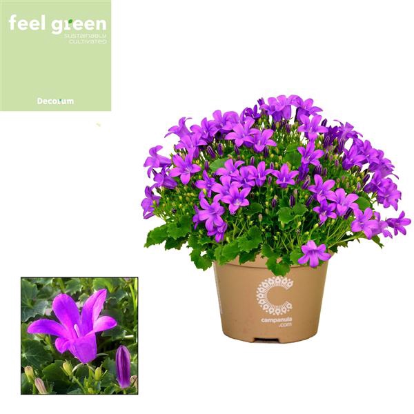 <h4>Campanula Porto Feel Green</h4>