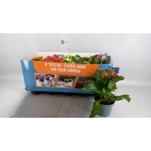 Kalanchoe blos. 'Perfecta'  ..mix 6