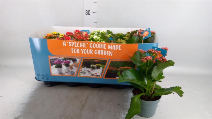 <h4>Kalanchoe blos. 'Perfecta'  ..mix 6</h4>