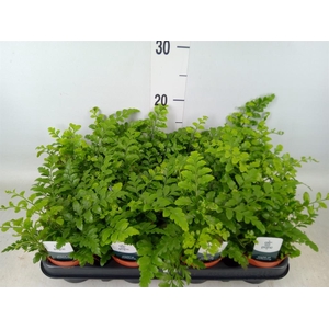 Asplenium  'Parvati'