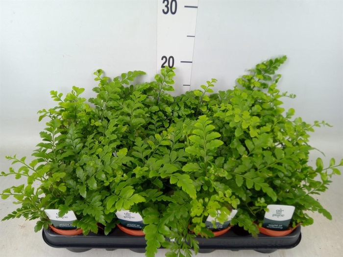 <h4>Asplenium  'Parvati'</h4>