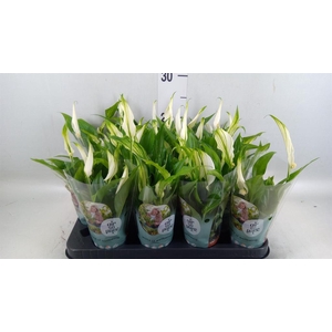 Spathiphyllum  'Pearl Cupido'
