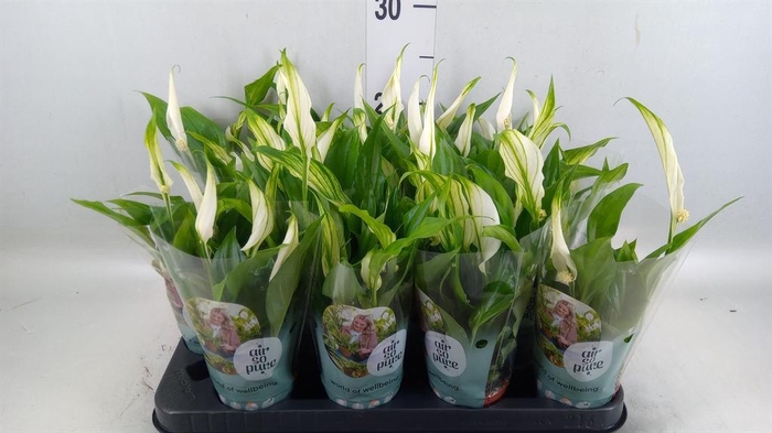 <h4>Spathiphyllum 'Pearl Cupido'</h4>