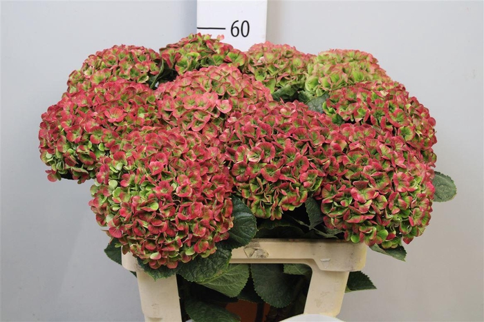 <h4>Hydr Cl M Mag Coral</h4>