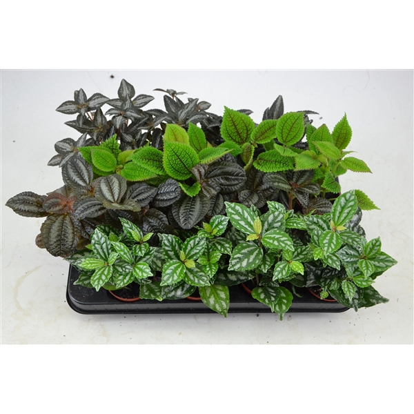 Pilea Mix 4 color