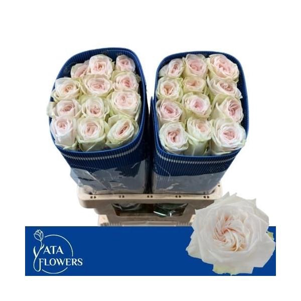 <h4>White Ohara L6</h4>