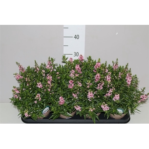 Angelonia Se Lavender