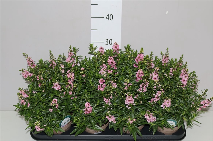 <h4>Angelonia Se Lavender</h4>