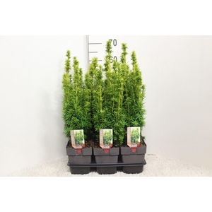Taxus baccata 'David'