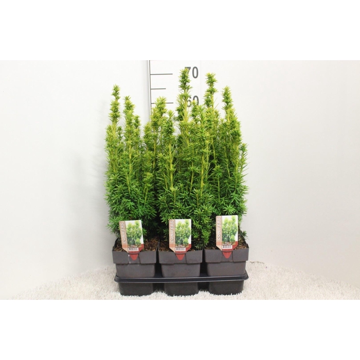 <h4>Taxus baccata 'David'</h4>